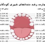 ساختار دندان شیری | متخصص دندانپزشک کودکان کاشان